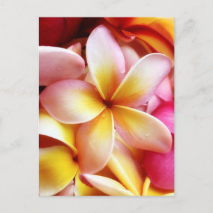 Carte Postale Plumeria Frangipani Hawaii Flower Customized Blank