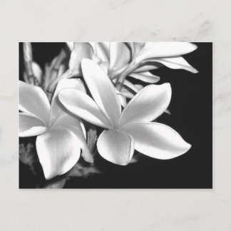 Carte Postale Plumeria noire et blanche