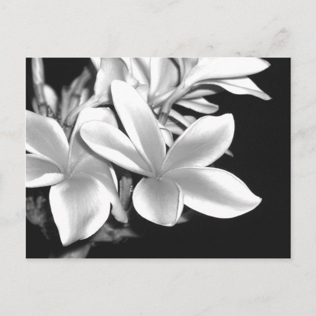 Carte Postale Plumeria noire et blanche (Devant)