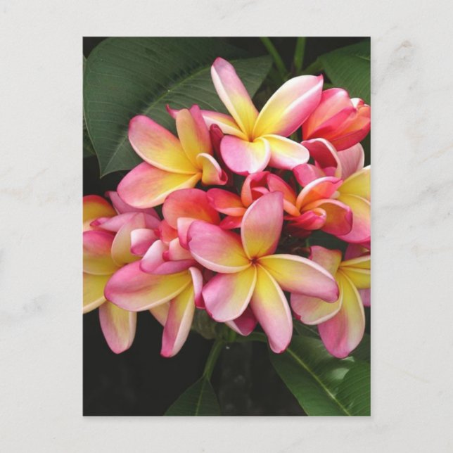 Carte Postale Plumeria rose et jaune Fleurs tropicales (Devant)