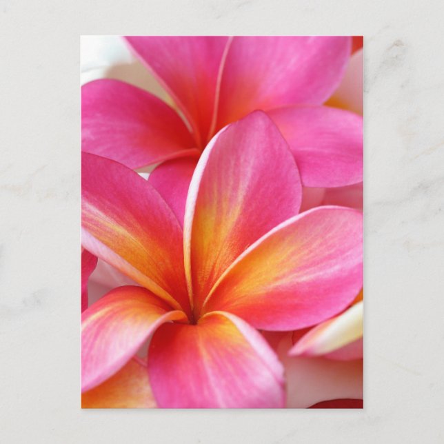 Carte Postale Plumeria rose Frangipani Hawaii Fleur Hawaii Hawai (Devant)