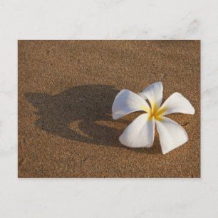 Carte Postale Plumeria sur une plage de sable, Maui, Hawaii, Éta