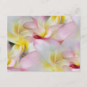 Carte postale Plumeria Watercolor