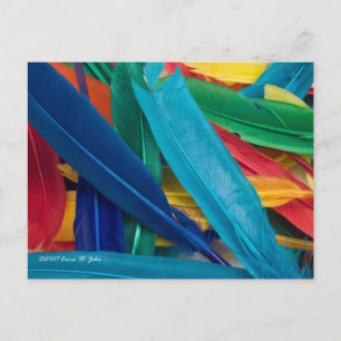 Carte postale plumes