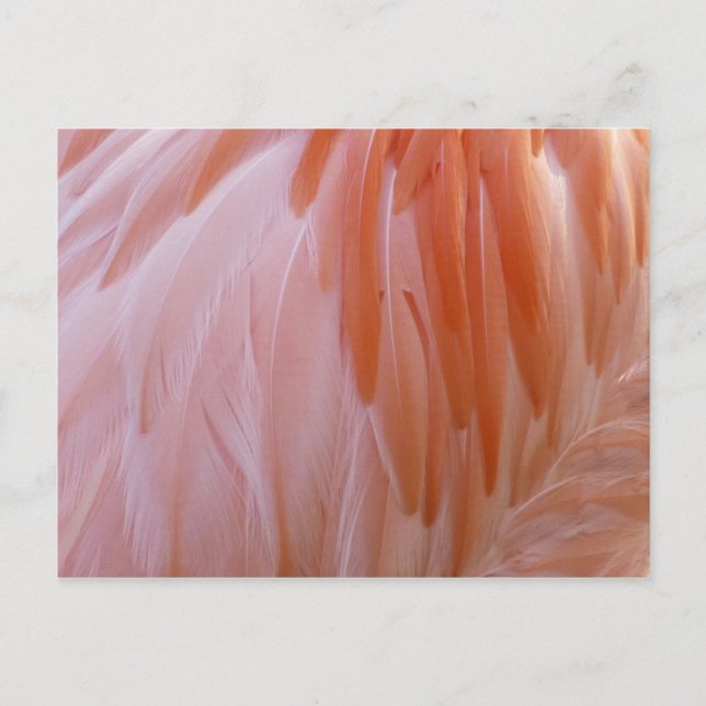 Carte Postale Plumes de Flamant rose dans les tons roses (Devant)