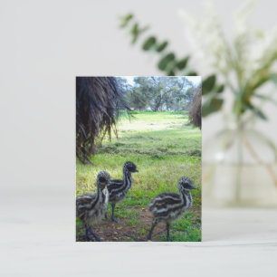 Carte Postale "Plumes de l'avenir : trois bébés pousses Emu"