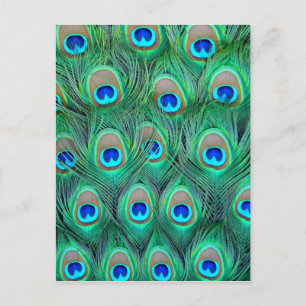 Carte Postale Plumes de paon