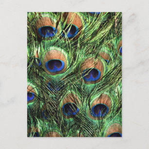 Carte Postale Plumes de paon