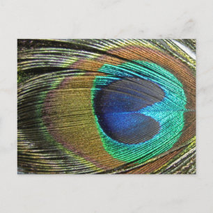 Carte Postale Plumes de paon