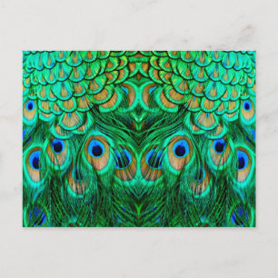 Carte Postale Plumes de paon glorieuses