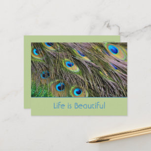 Carte Postale Plumes de paon oiseau Kauai (ma photographie)