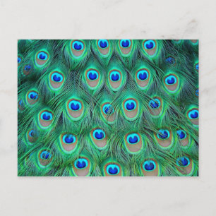 Carte Postale Plumes de paon vibrantes