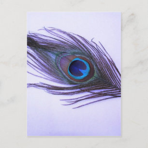 Carte Postale Plumes de paon violet