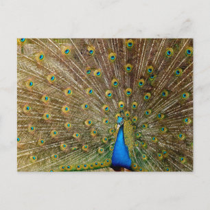 Carte Postale Plumes de queue de paon