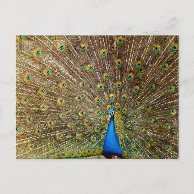 Carte Postale Plumes de queue de paon (Devant)