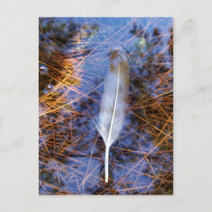 Carte Postale Plumes d'Egret