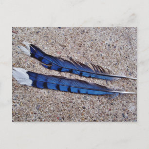 Carte Postale Plumes d'oiseau Blue Jay