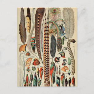 Carte Postale Plumes d'oiseaux sauvages Antique
