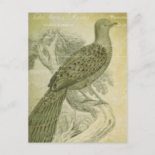 Carte Postale Plumes vintages vert d'oiseaux Collage de paon