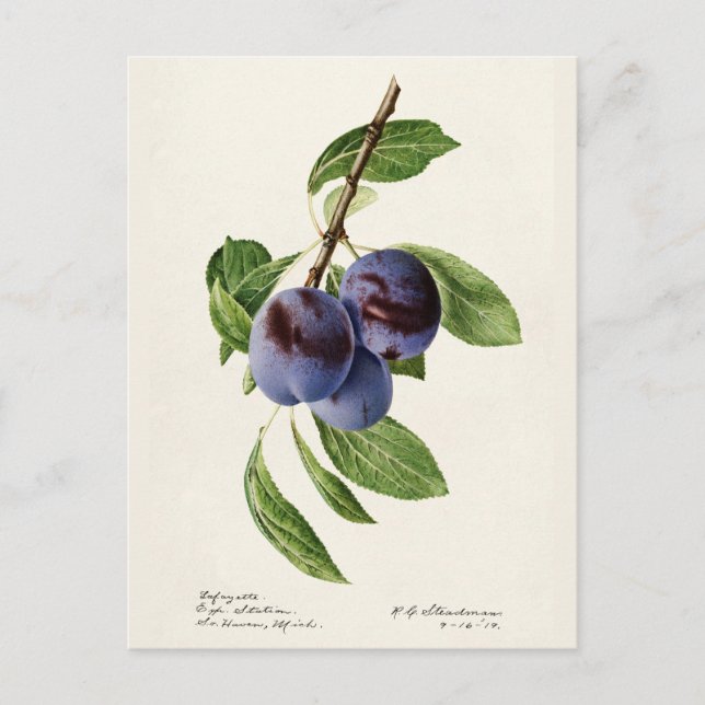Carte Postale Plums bleus (Prunus Domestica) Peinture aux fruits (Devant)