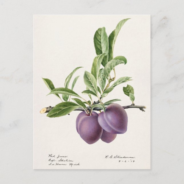 Carte Postale Plums pourpres (Prunus Domestica) Peinture aux fru (Devant)