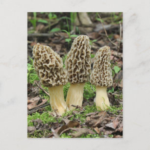 Carte Postale Plus de Morels