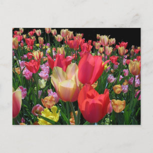 Carte Postale Plus de tulipes