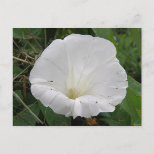 Carte postale Plutôt Blanc Fleur Convolvulus