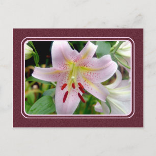 Carte postale Plutôt Rose Lily