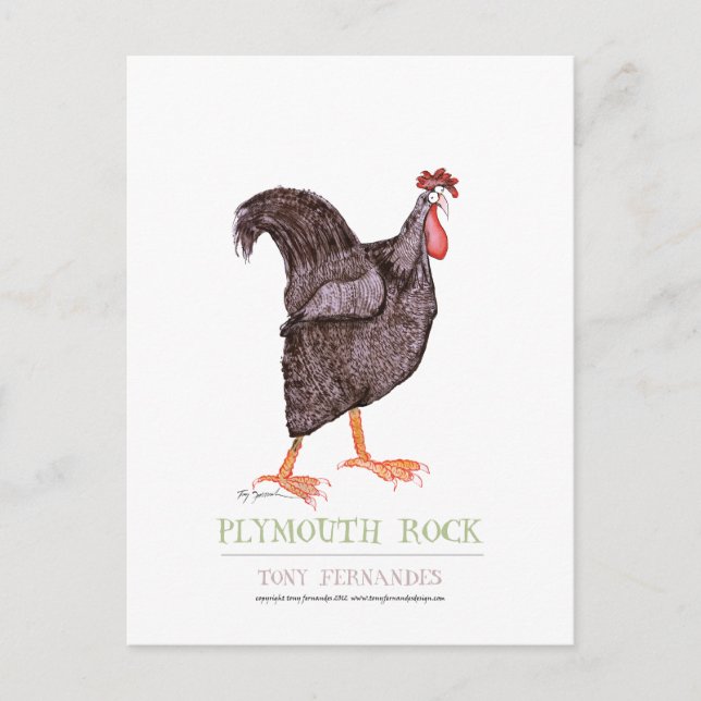 Carte Postale PLYMOUTH ROCK HEN, tony fernandes (Devant)