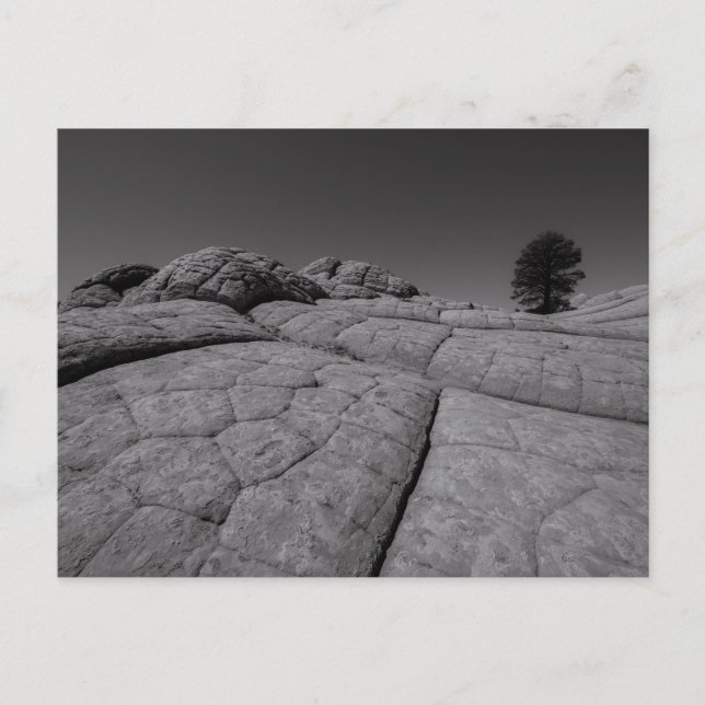 Carte Postale Poche blanche de l'arbre solitaire Arizona (Devant)