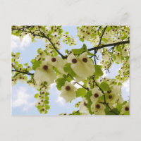 Poche Pokéfaction Arbre Blossom Postcard