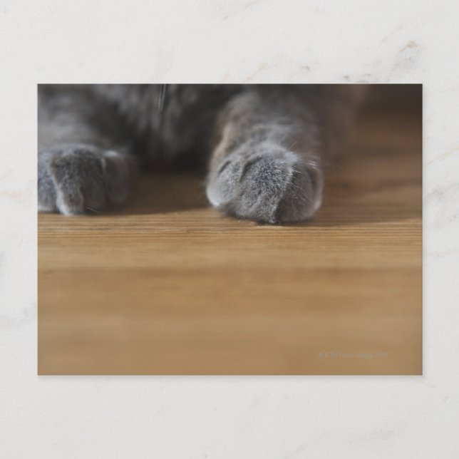 Carte Postale Poches de chat (Devant)