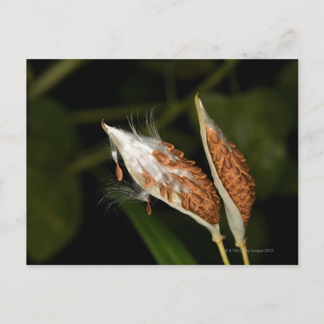 Carte Postale Pods tropicaux de graines d'algue (Asclepias) (Devant)