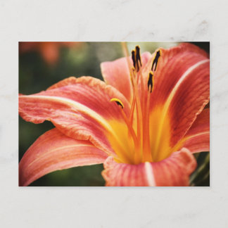 Carte Postale Poésie printanière