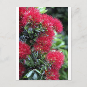 Carte Postale Pohutukawa arbre fleuri