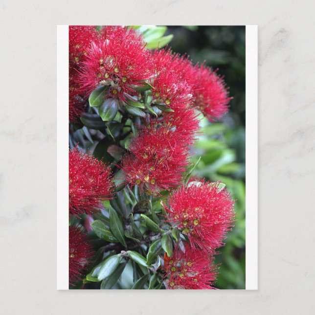 Carte Postale Pohutukawa arbre fleuri (Devant)