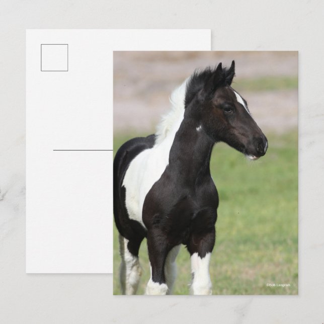 Carte Postale Poignée noire et blanche pour vannière tzigane dre (Devant / Derrière)