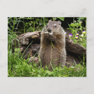 Carte Postale Poignée sur une fleur