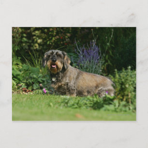 Carte Postale Poil à fil standard Dachshund assis