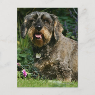 Carte Postale Poil à fil standard Dachshund assis