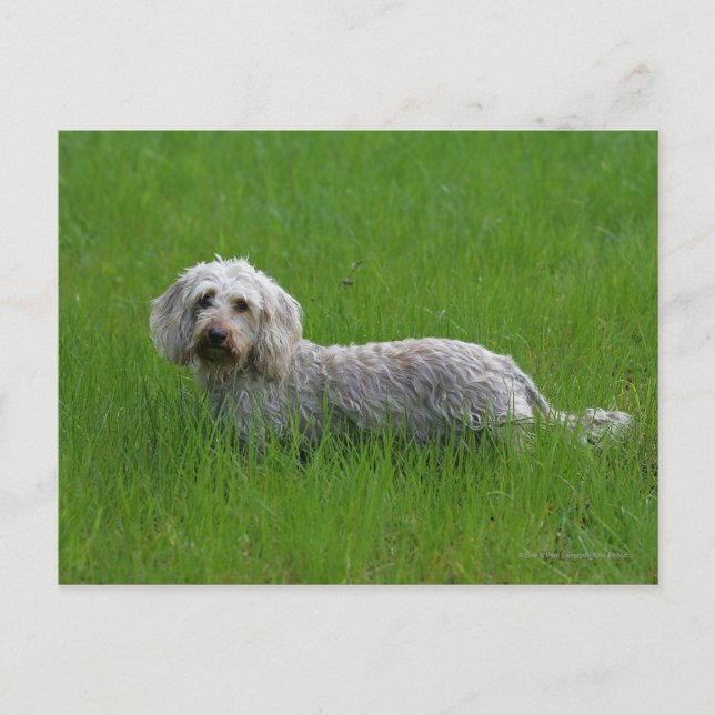 Carte Postale Poil à fil standard Dachshund en herbe (Devant)