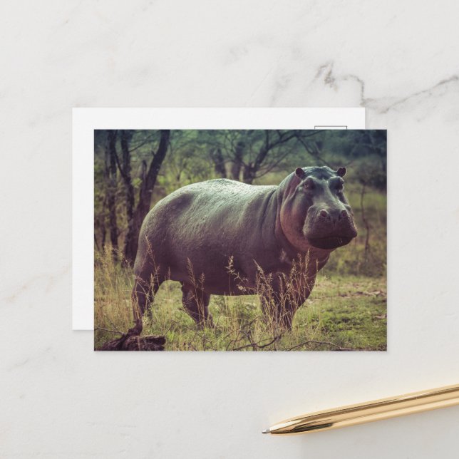 Carte Postale Poing hippo debout à la caméra en Afrique Foliage (Devant/Arrière en situation)