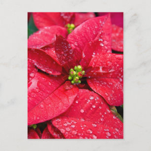 Carte postale Poinsetta Closeuse