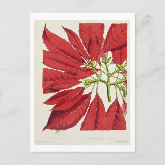 Carte Postale Poinsettia Pulcherrima (litho couleur) (Devant)