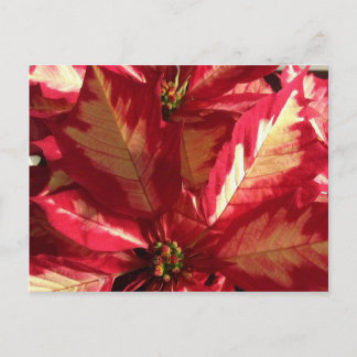 Carte Postale Poinsettia rose