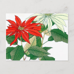 Carte postale Poinsettia rouge et blanche