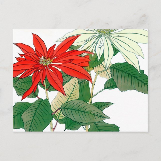 Carte postale Poinsettia rouge et blanche (Devant)