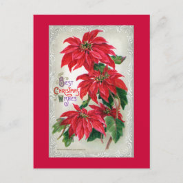 Carte postale Poinsettias