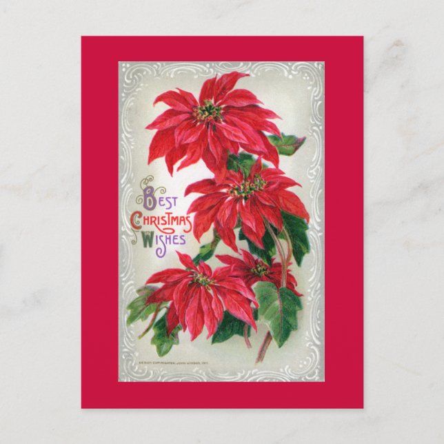 Carte postale Poinsettias (Devant)